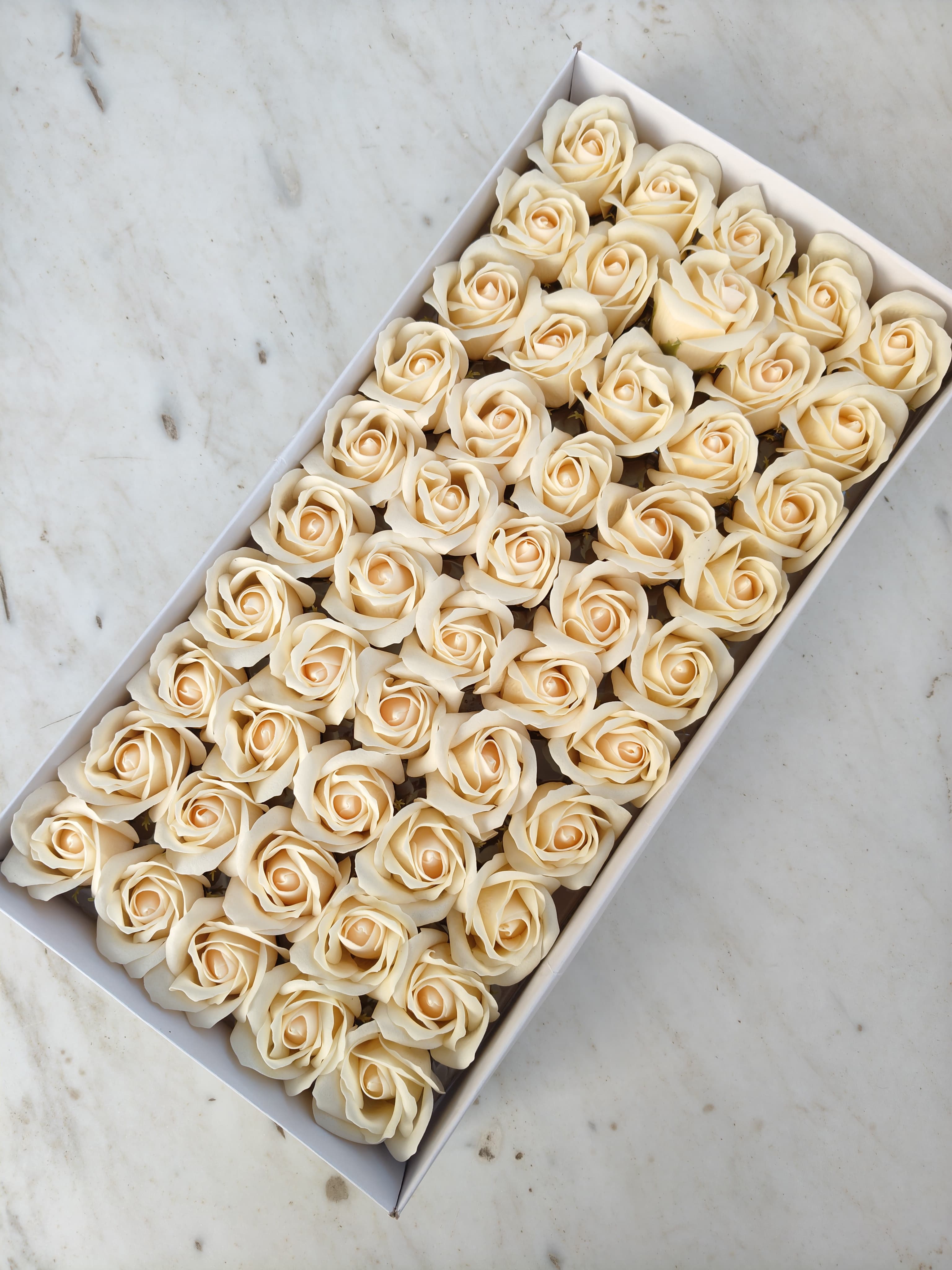 Peach Scented Rose