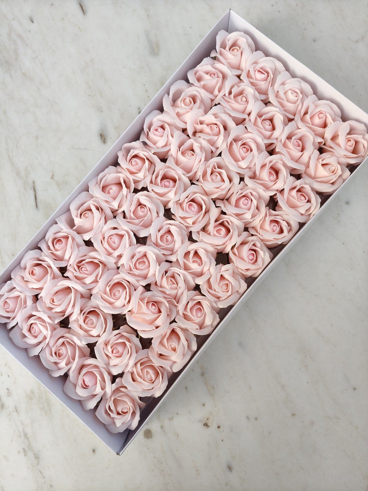 Baby Pink Scented Rose