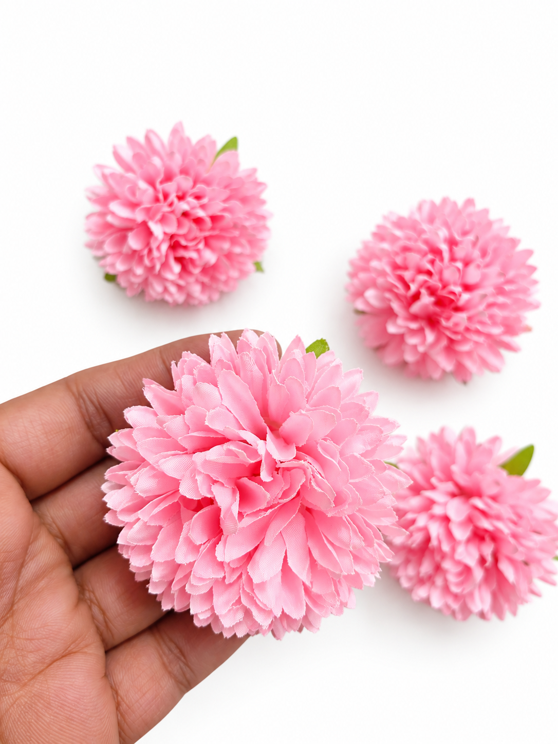 Pink Dhalia