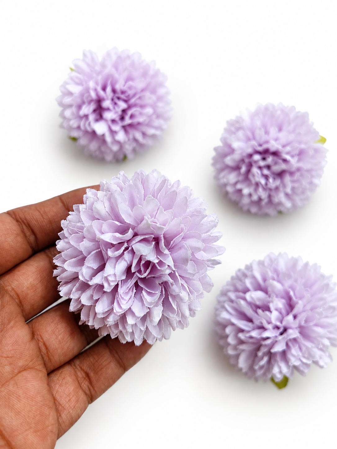 Purple Dhalia